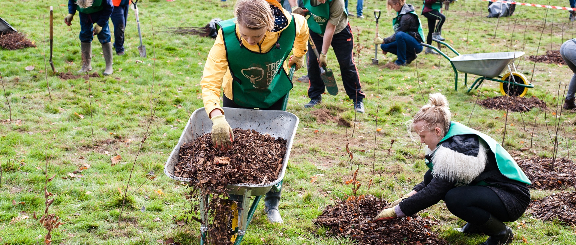 Trees for Cities