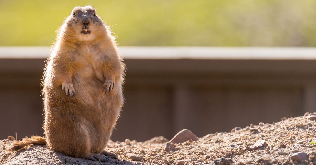 It’s Groundhog Day – again. Time to stop doing the same old same old